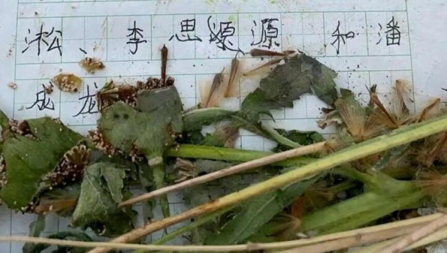 《哪吒2》成为全球动画票房第2名,新澳门免费资料大全2025年正版资料,多元化方案执行策略_AndroidV4.84