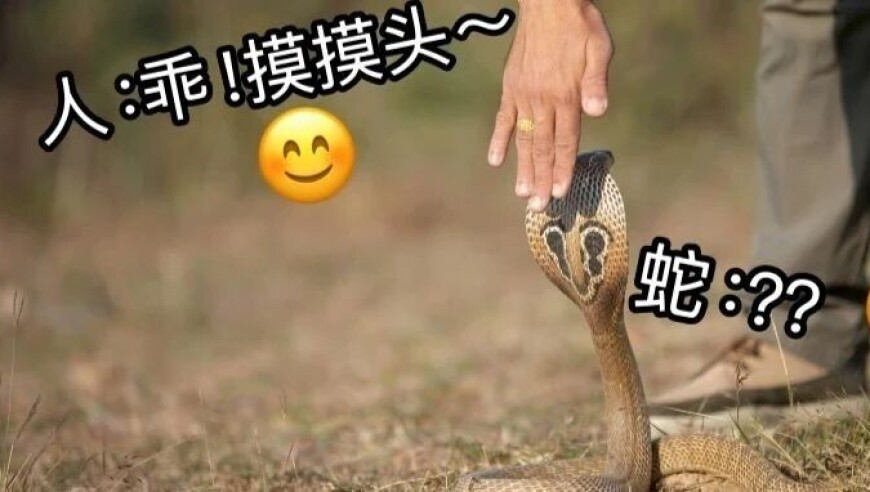 全球股市大跳水 黄金大涨再创新高,四肖八码精准资料期期谁,详细释义解释落实_VR版V13.94